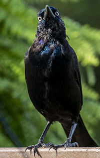 Molting grackle comes to the backyard deck
