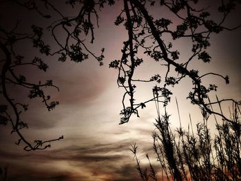 Low angle view of bare trees against sky