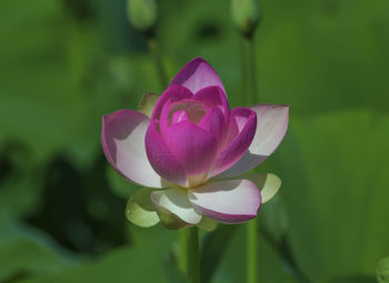 Close-up of pink water lily