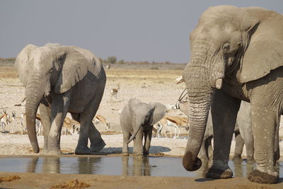 View of elephant drinking water