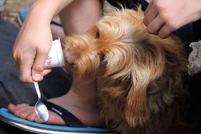 Close-up of hands holding dog