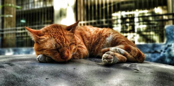Cat sleeping
