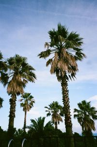 Low angle view of palm trees against sky