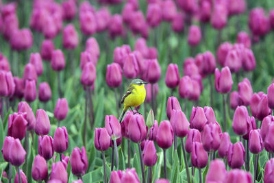 Western yellow wagtail perching on pink tulip