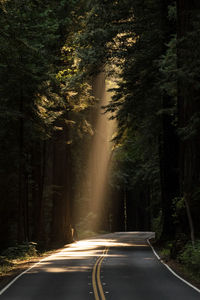 Sunlight emitting from trees over road in forest