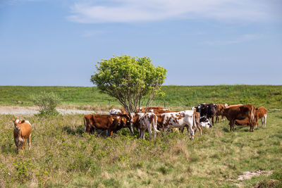 Cows in a field