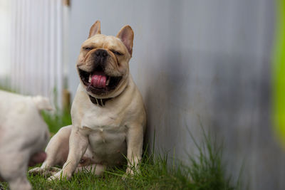 View of a dog looking away