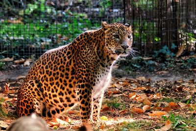 Portrait of a cat in zoo