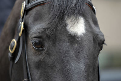 Close-up of horse