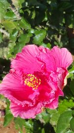 Close-up of pink flower