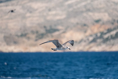 Seagull flying over sea against sky