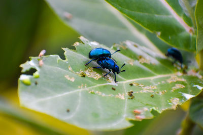 Close-up of insect on plant