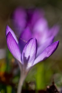 Close-up of purple flowering plant