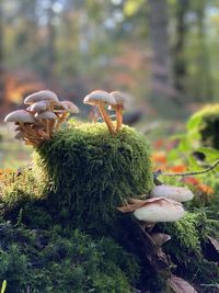 Close-up of mushrooms growing on field