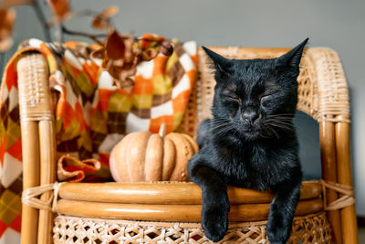 Halloween black cat with pumpkin. cute kitty sleeping with pumpkin on wicker chair. fall mood. 