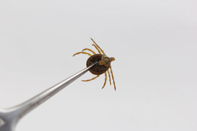 Close-up of insect against white background