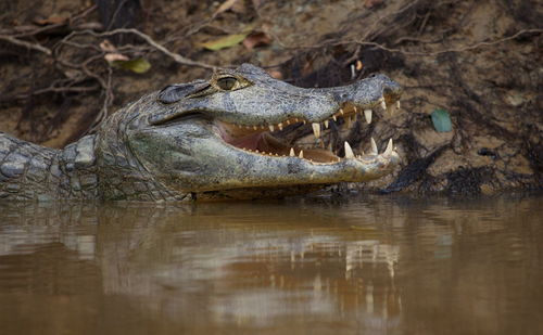 Closeup side on portrait of black caiman melanosuchus niger head in water with jaw open, bolivia.