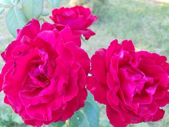 Close-up of pink flowers blooming outdoors