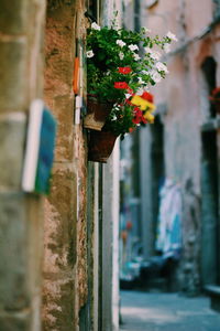 Close-up of potted plant against wall in city