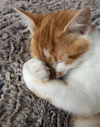 High angle view of cat sleeping