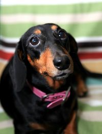 Close-up portrait of dog