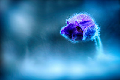 Close-up of dandelion