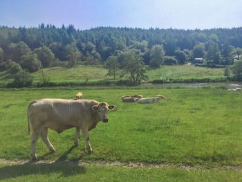 Cows in a field