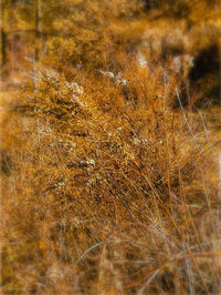 Full frame shot of trees on field