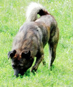 Dog on field