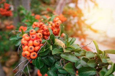 Close-up of berries on plant