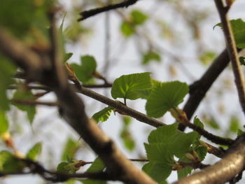 Close-up of leaves on branch