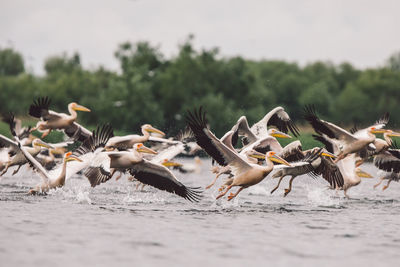 Flock of seagulls flying