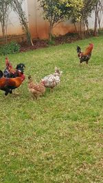 Ducks on grassy field