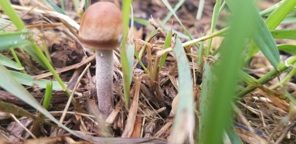 Close-up of mushroom growing on field