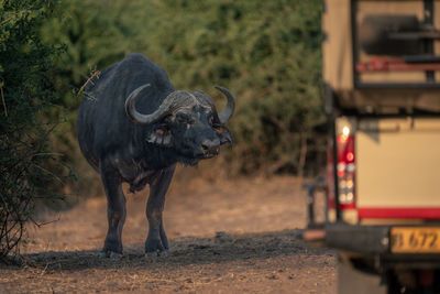 Buffalo standing on road