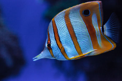 Close-up of fish swimming in aquarium