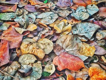 Full frame shot of autumn leaves