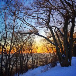 Bare trees against sky during winter