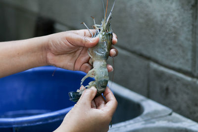 Close-up of hands holding prawn