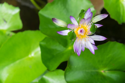 Close-up of purple water lily