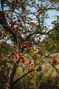 Low angle view of red berries on tree