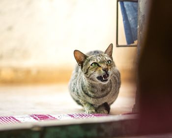 Close-up portrait of a cat