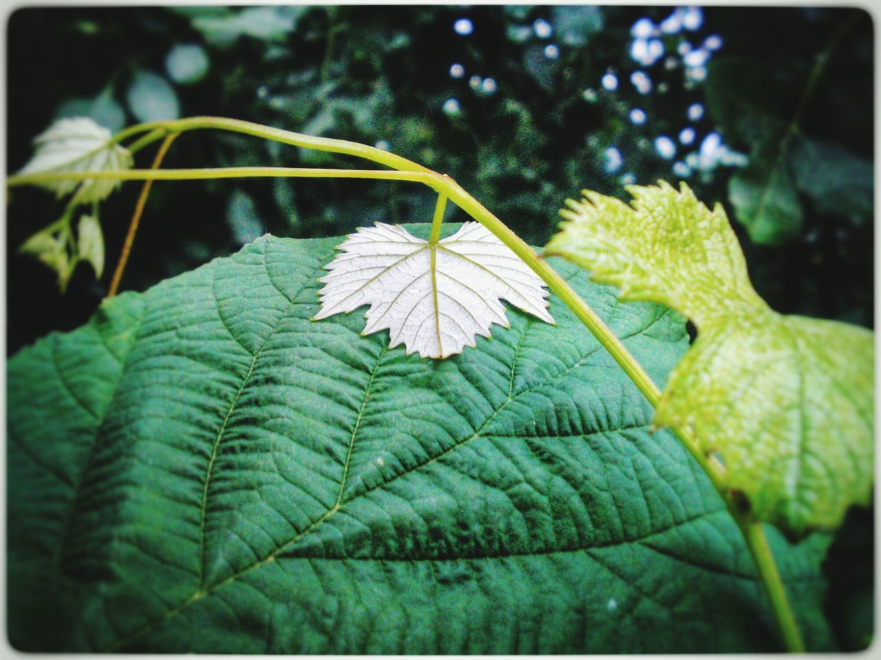 leaf, green color, transfer print, growth, close-up, leaf vein, plant, focus on foreground, auto post production filter, nature, natural pattern, beauty in nature, freshness, selective focus, green, fragility, outdoors, day, leaves, no people