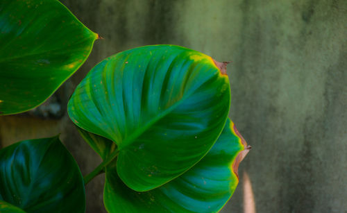 Close-up of green leaves on plant