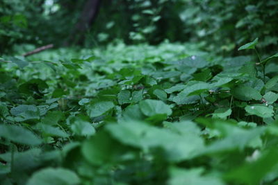 Close-up of water drops on leaves