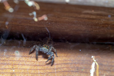 Close-up of spider on web