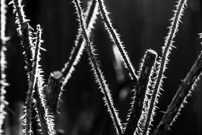 Close-up of frozen plant