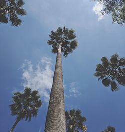 Low angle view of palm trees against sky