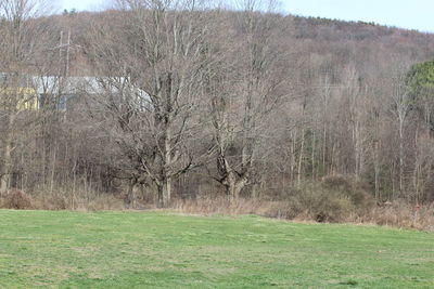 Scenic view of grassy field