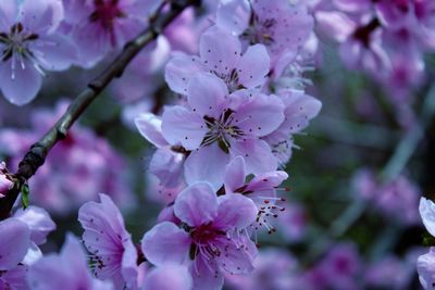 Close-up of pink flowers on tree